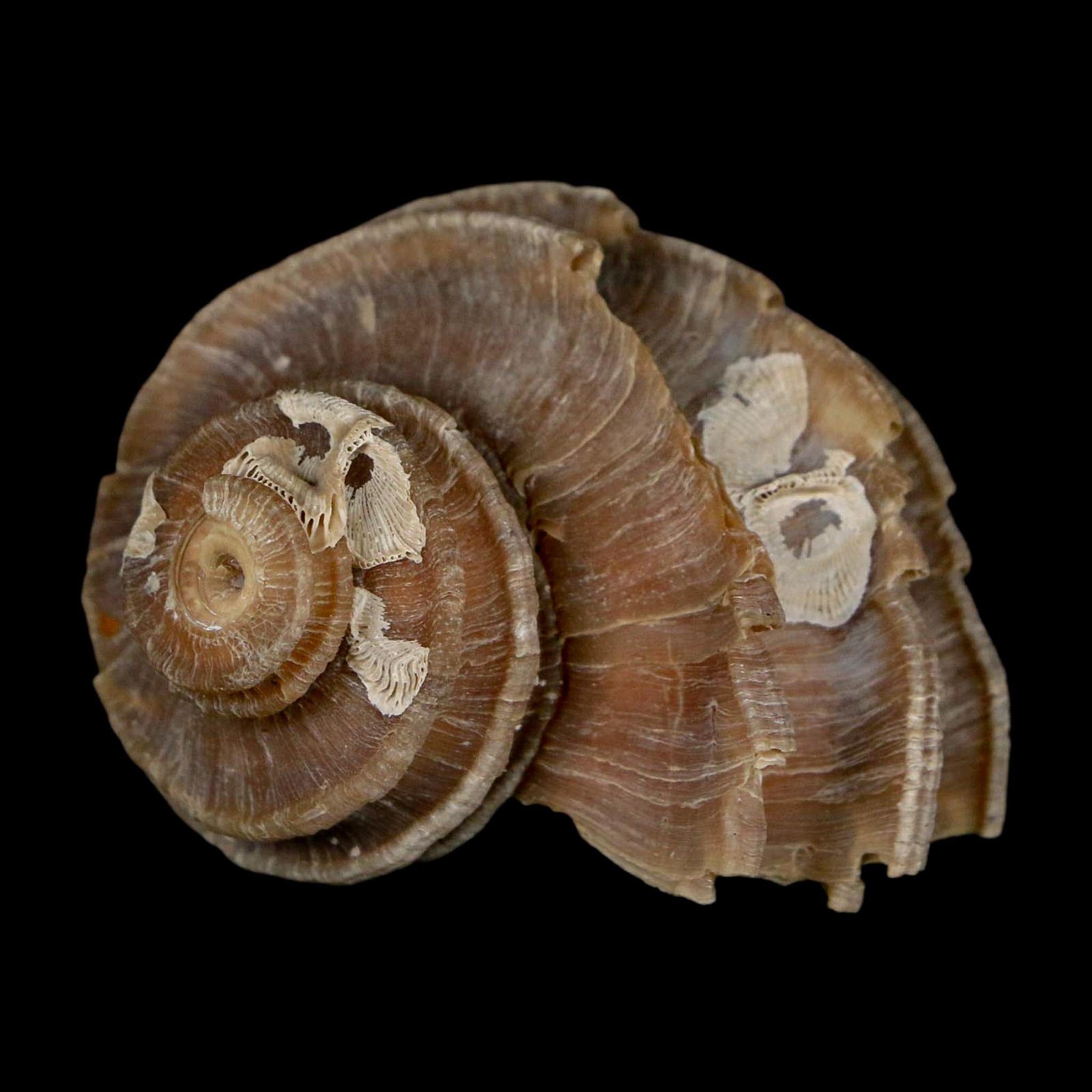 1.9" Ecphora Gardnerae Gastropod Fossil Shell Lee Creek Miocene Epoch North Carolina - Fossil Age Minerals
