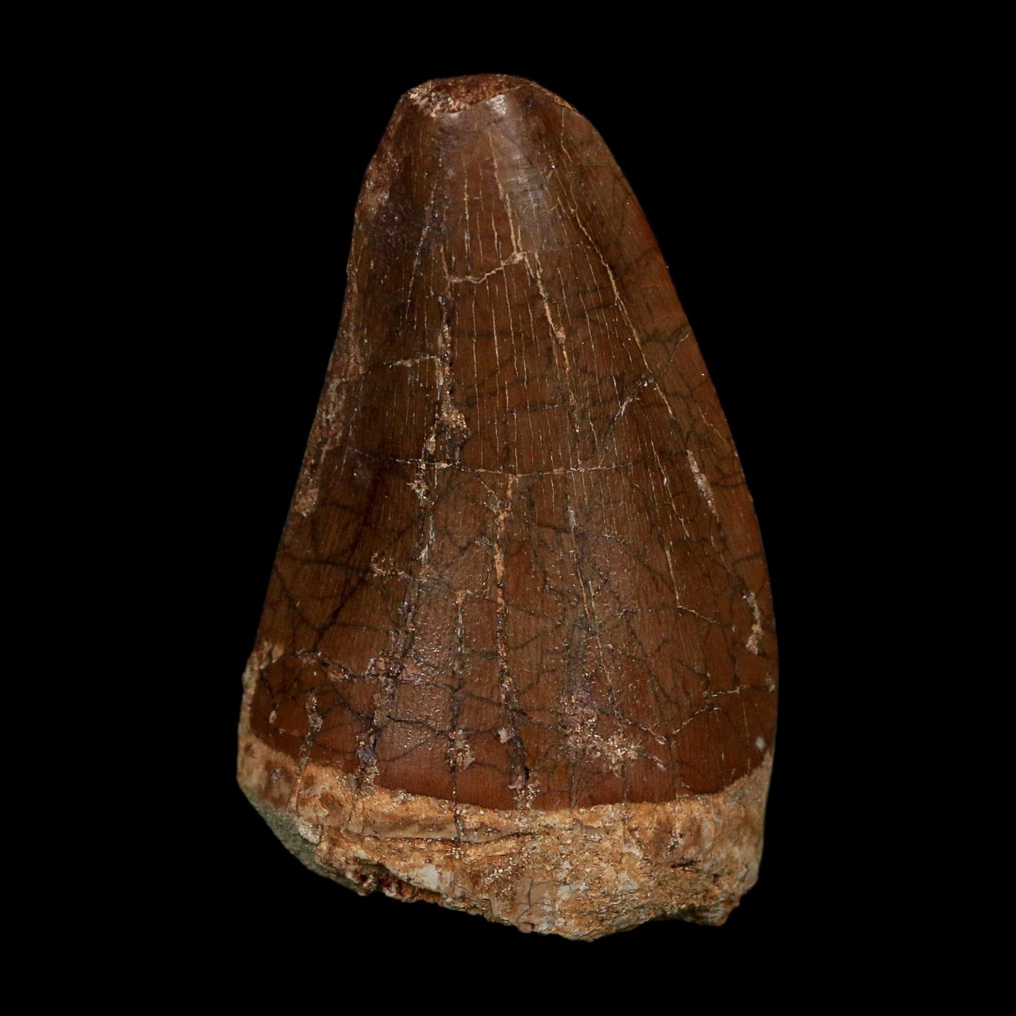 XL 2.3" Tylosaurus Mosasaur Fossil Tooth Cretaceous Dinosaur Era COA, Stand - Fossil Age Minerals