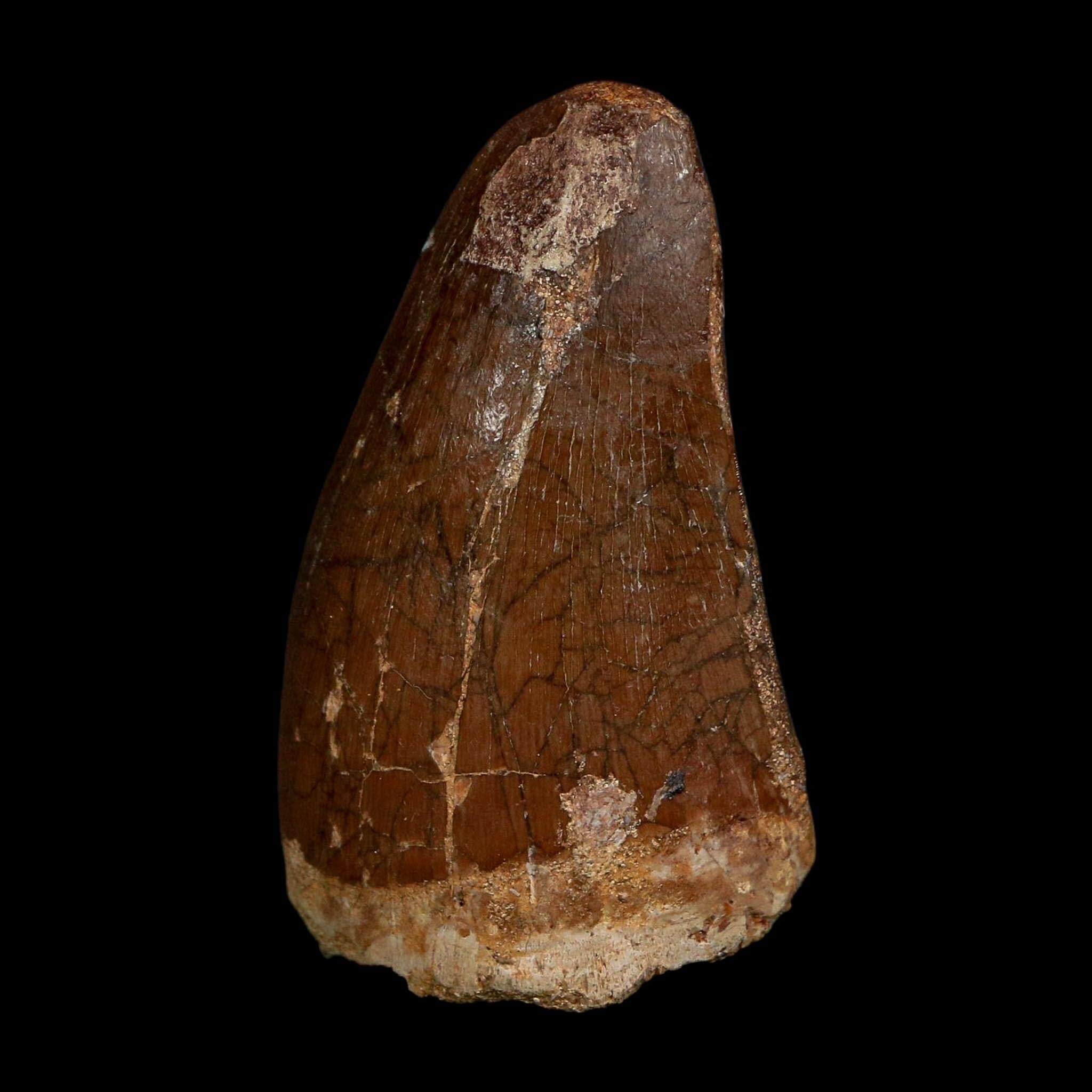XL 2.3" Tylosaurus Mosasaur Fossil Tooth Cretaceous Dinosaur Era COA, Stand - Fossil Age Minerals