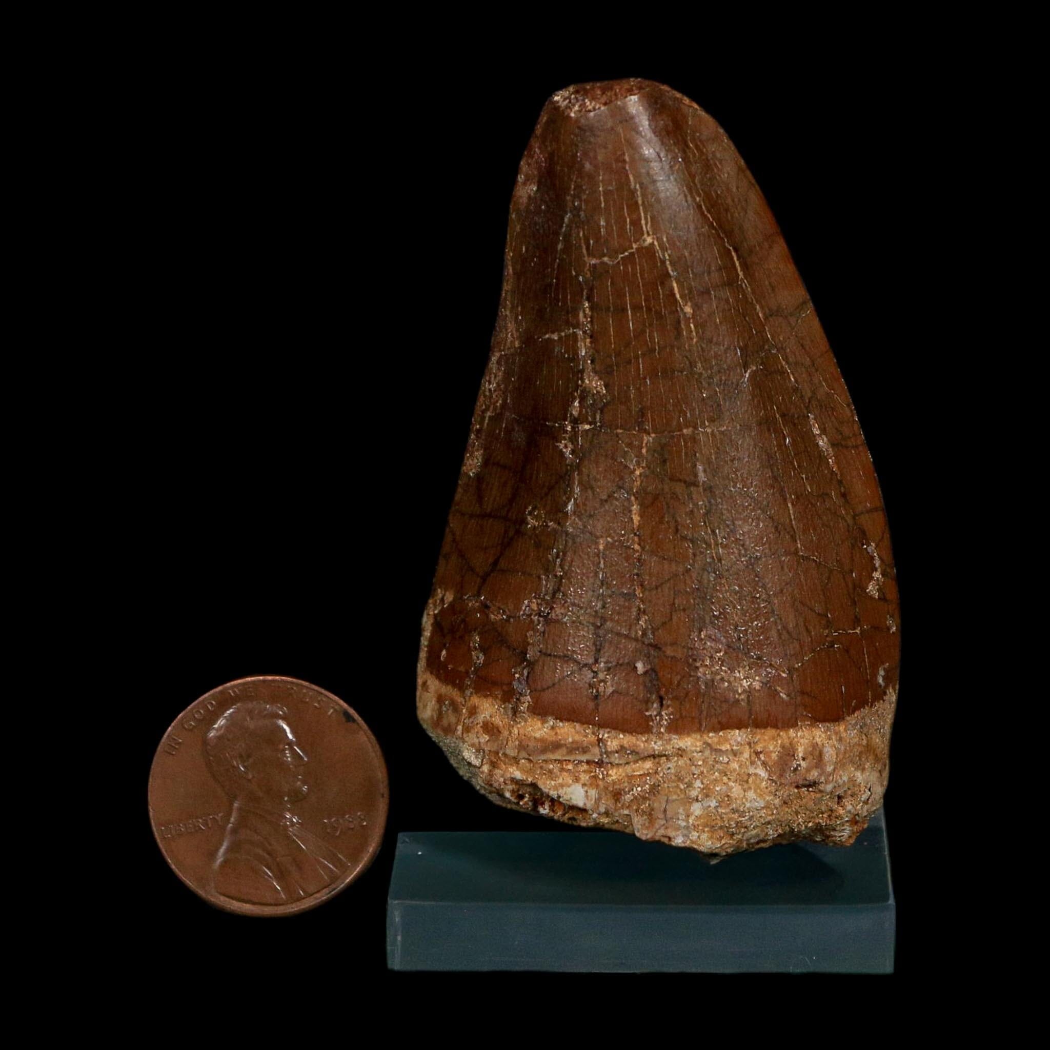 XL 2.3" Tylosaurus Mosasaur Fossil Tooth Cretaceous Dinosaur Era COA, Stand - Fossil Age Minerals