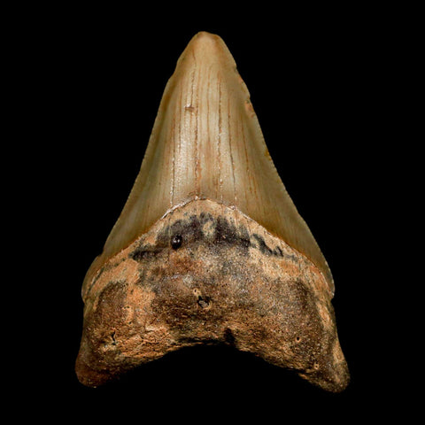 2.8" Quality Megalodon Shark Tooth Serrated Fossil Natural Miocene Age COA - Fossil Age Minerals