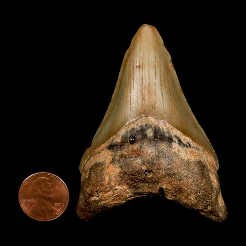 2.8" Quality Megalodon Shark Tooth Serrated Fossil Natural Miocene Age COA - Fossil Age Minerals