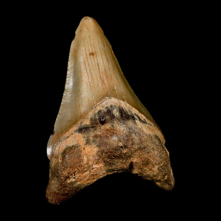 2.8" Quality Megalodon Shark Tooth Serrated Fossil Natural Miocene Age COA