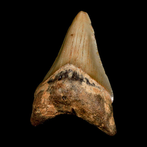 2.8" Quality Megalodon Shark Tooth Serrated Fossil Natural Miocene Age COA - Fossil Age Minerals