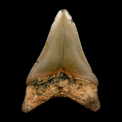 2.8" Quality Megalodon Shark Tooth Serrated Fossil Natural Miocene Age COA - Fossil Age Minerals
