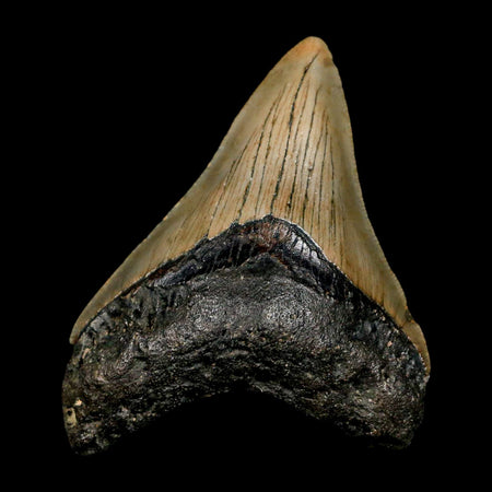 2.9" Quality Megalodon Shark Tooth Serrated Fossil Natural Miocene Age COA