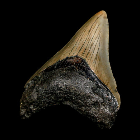 2.9" Quality Megalodon Shark Tooth Serrated Fossil Natural Miocene Age COA