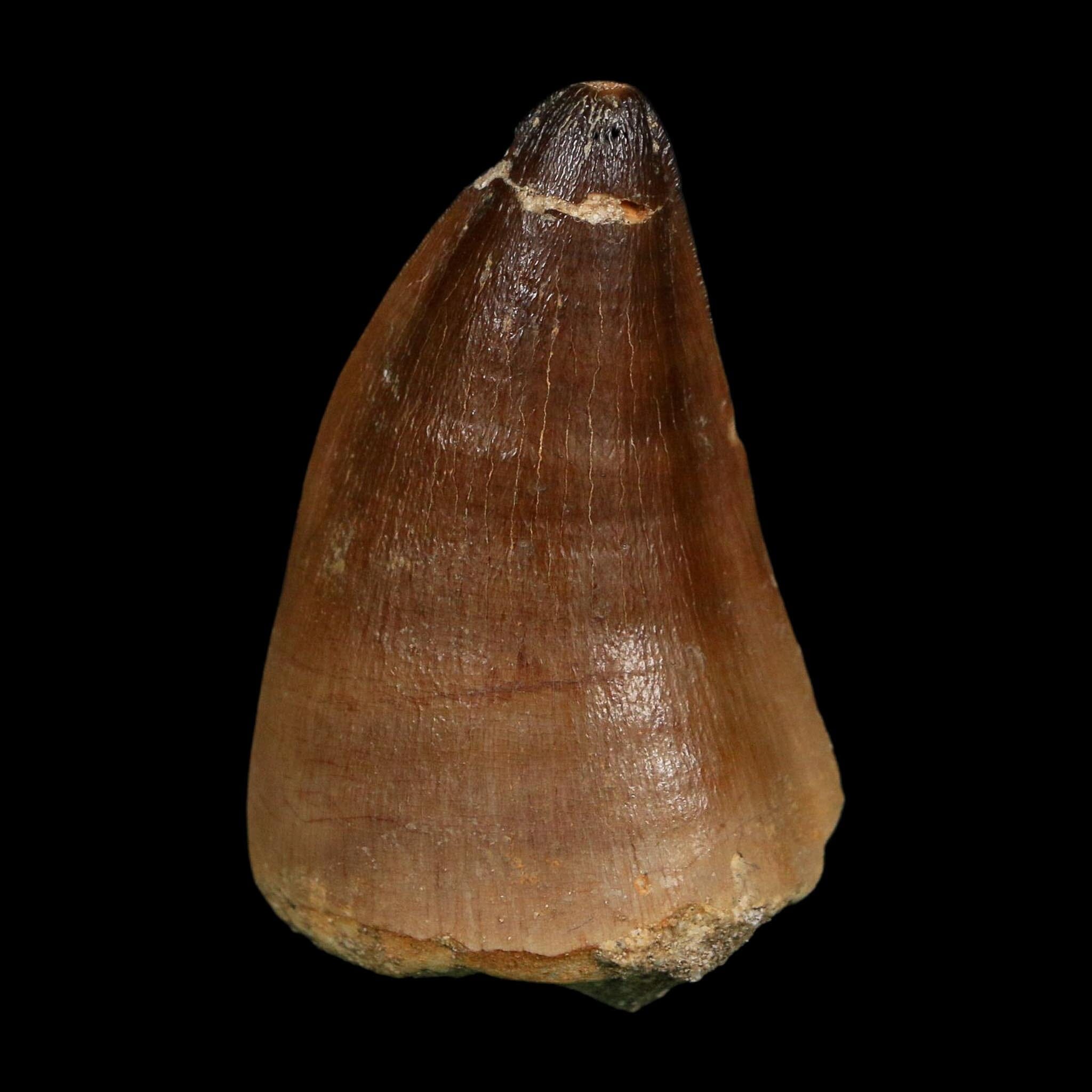XL 2.3" Mosasaur Prognathodon Fossil Tooth Cretaceous Dinosaur Era COA, Stand - Fossil Age Minerals
