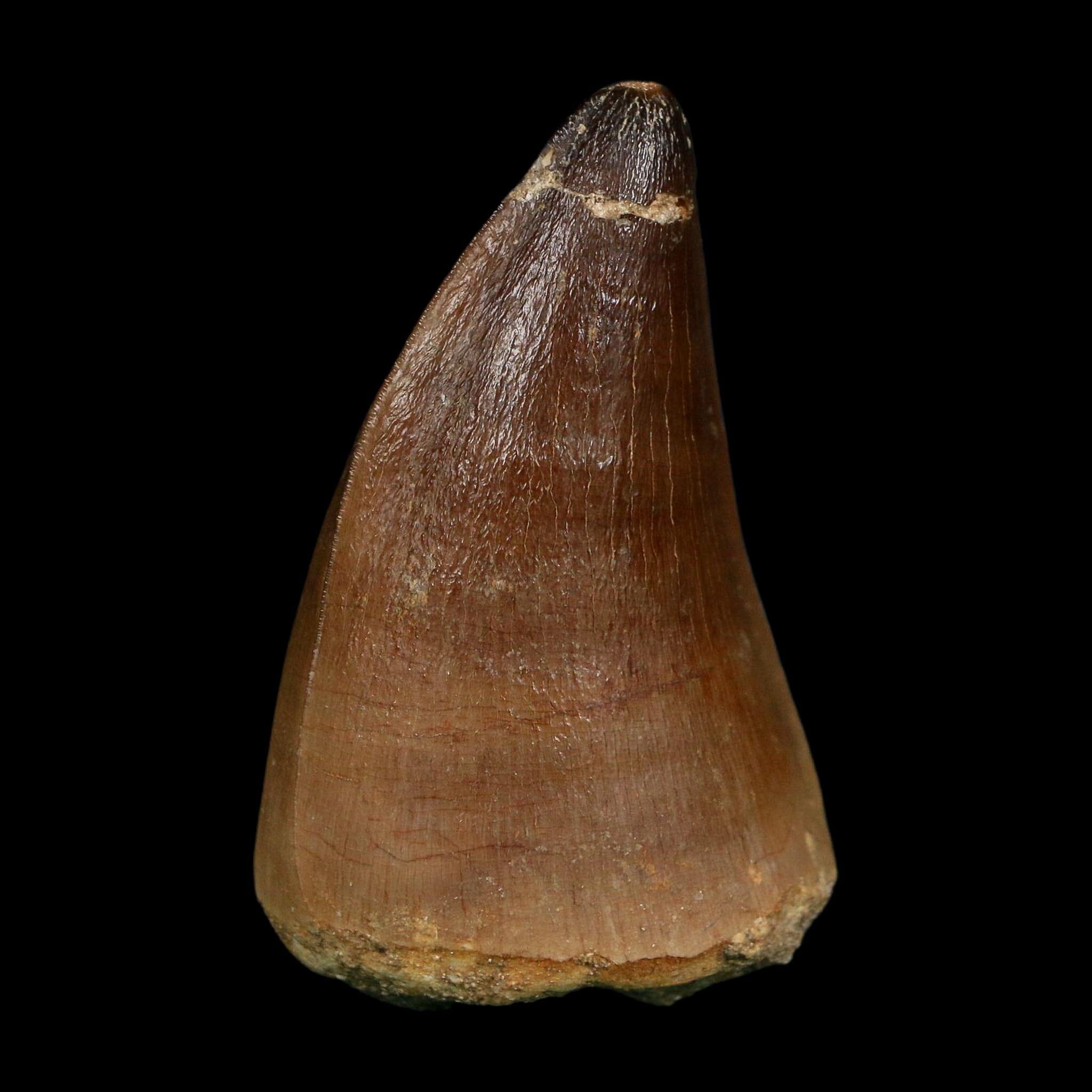 XL 2.3" Mosasaur Prognathodon Fossil Tooth Cretaceous Dinosaur Era COA, Stand - Fossil Age Minerals