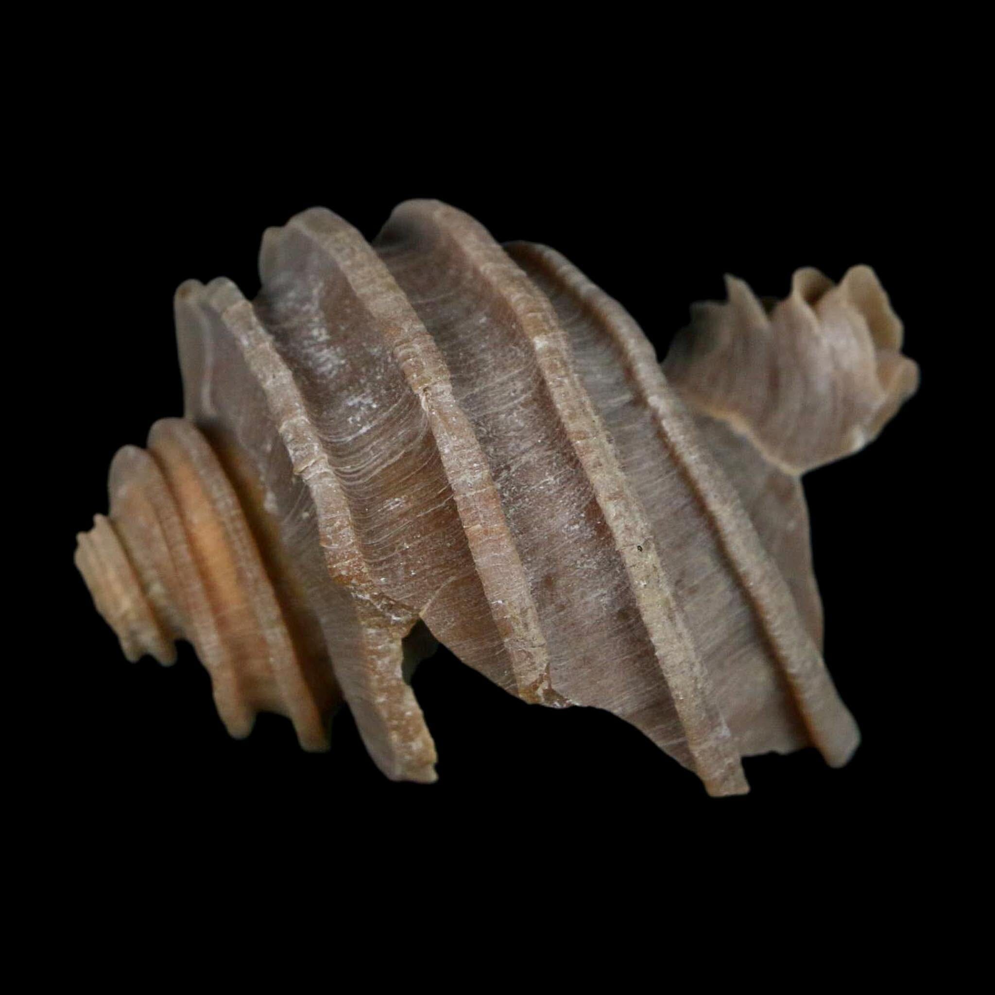2" Ecphora Gardnerae Gastropod Fossil Shell Lee Creek Miocene Epoch North Carolina - Fossil Age Minerals