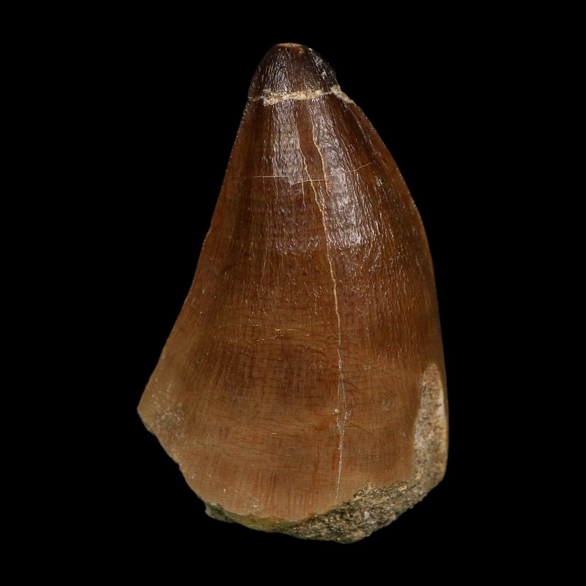 XL 2.3" Mosasaur Prognathodon Fossil Tooth Cretaceous Dinosaur Era COA, Stand - Fossil Age Minerals