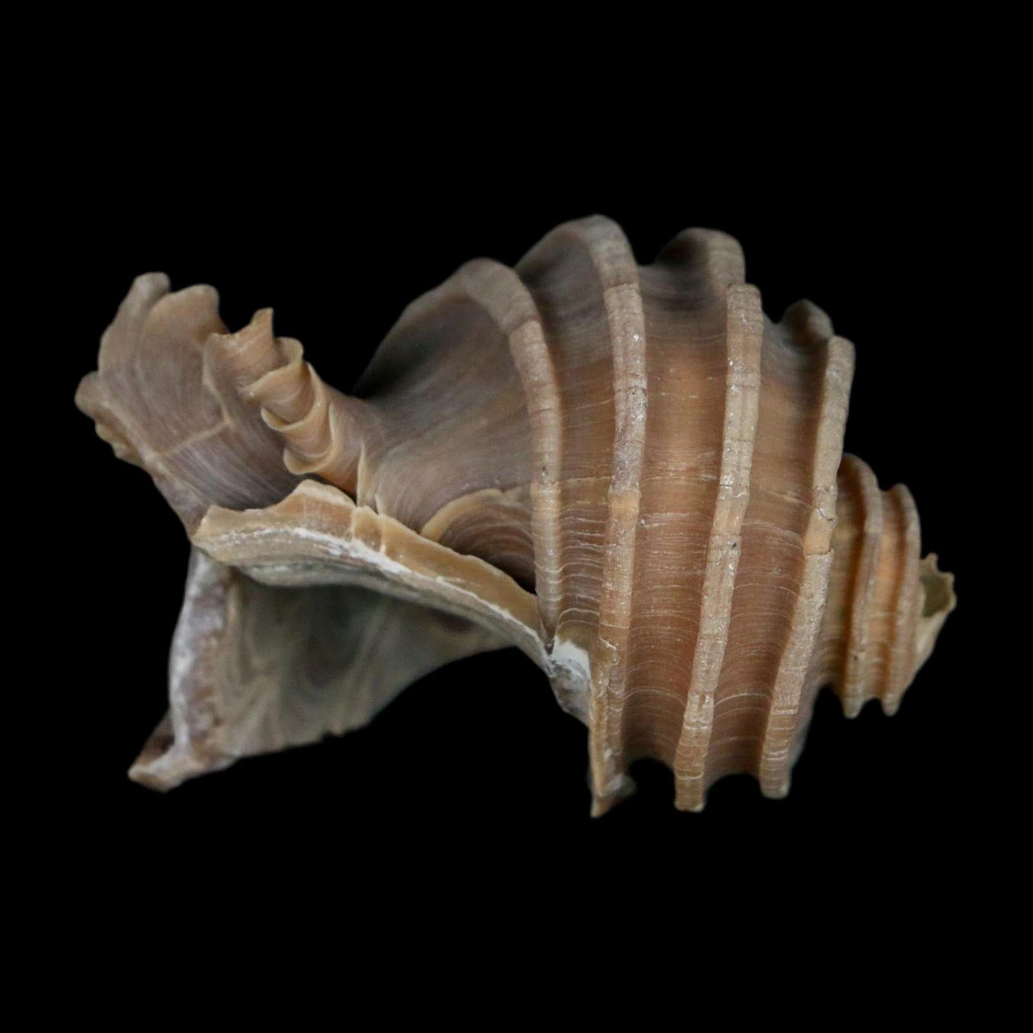 2" Ecphora Gardnerae Gastropod Fossil Shell Lee Creek Miocene Epoch North Carolina - Fossil Age Minerals
