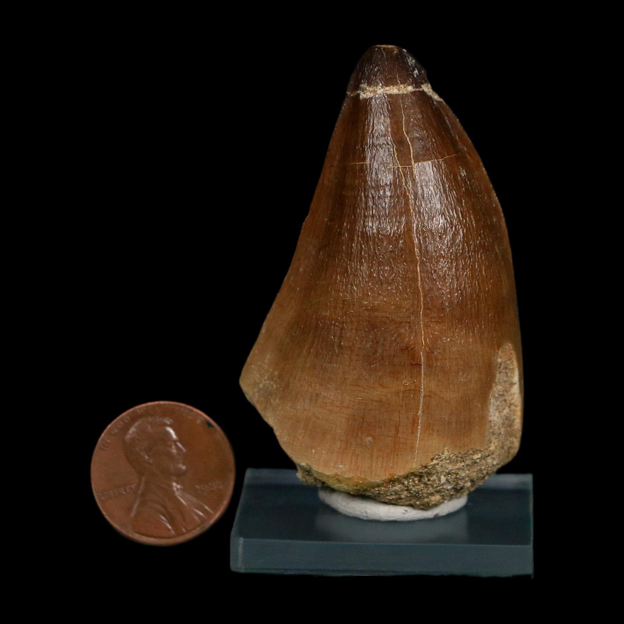 XL 2.3" Mosasaur Prognathodon Fossil Tooth Cretaceous Dinosaur Era COA, Stand - Fossil Age Minerals