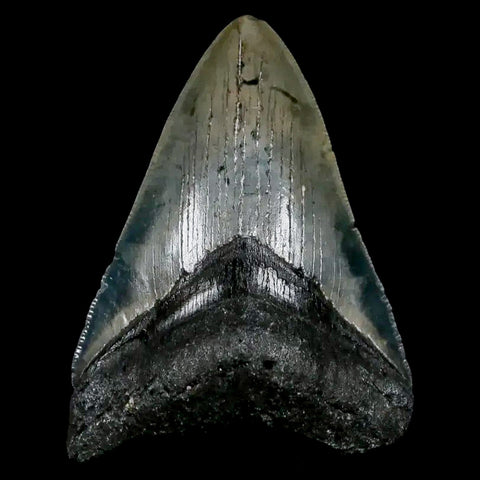 3.2" Quality Megalodon Shark Tooth Serrated Fossil Natural Miocene Age COA - Fossil Age Minerals