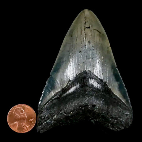 3.2" Quality Megalodon Shark Tooth Serrated Fossil Natural Miocene Age COA - Fossil Age Minerals