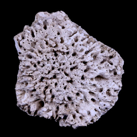 1.8" Glyptodon Fossil Osteoderm Scute Plate Bony Armor Pleistocene Age Uruguay COA - Fossil Age Minerals