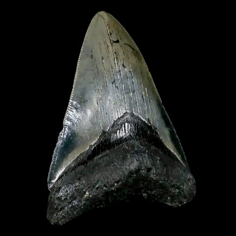 3.2" Quality Megalodon Shark Tooth Serrated Fossil Natural Miocene Age COA - Fossil Age Minerals