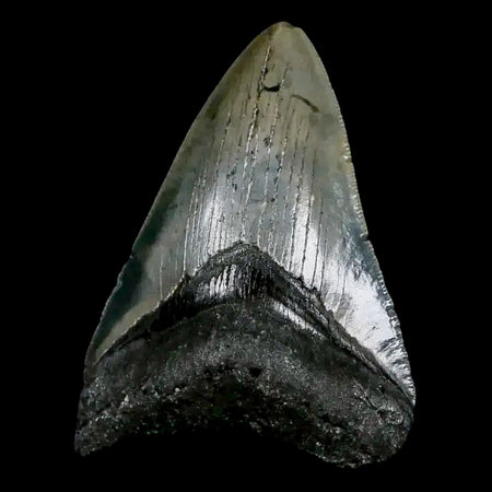 3.2" Quality Megalodon Shark Tooth Serrated Fossil Natural Miocene Age COA