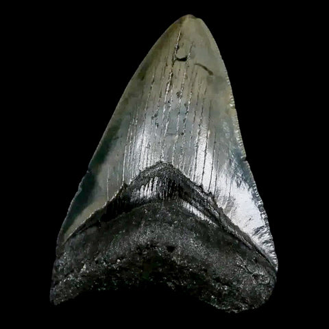 3.2" Quality Megalodon Shark Tooth Serrated Fossil Natural Miocene Age COA - Fossil Age Minerals