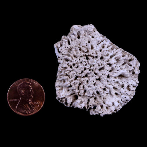 1.8" Glyptodon Fossil Osteoderm Scute Plate Bony Armor Pleistocene Age Uruguay COA - Fossil Age Minerals
