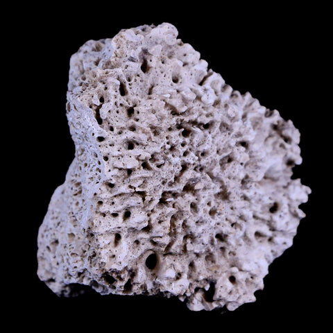 1.8" Glyptodon Fossil Osteoderm Scute Plate Bony Armor Pleistocene Age Uruguay COA - Fossil Age Minerals