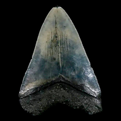 3.2" Quality Megalodon Shark Tooth Serrated Fossil Natural Miocene Age COA - Fossil Age Minerals