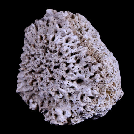 1.8" Glyptodon Fossil Osteoderm Scute Plate Bony Armor Pleistocene Age Uruguay COA