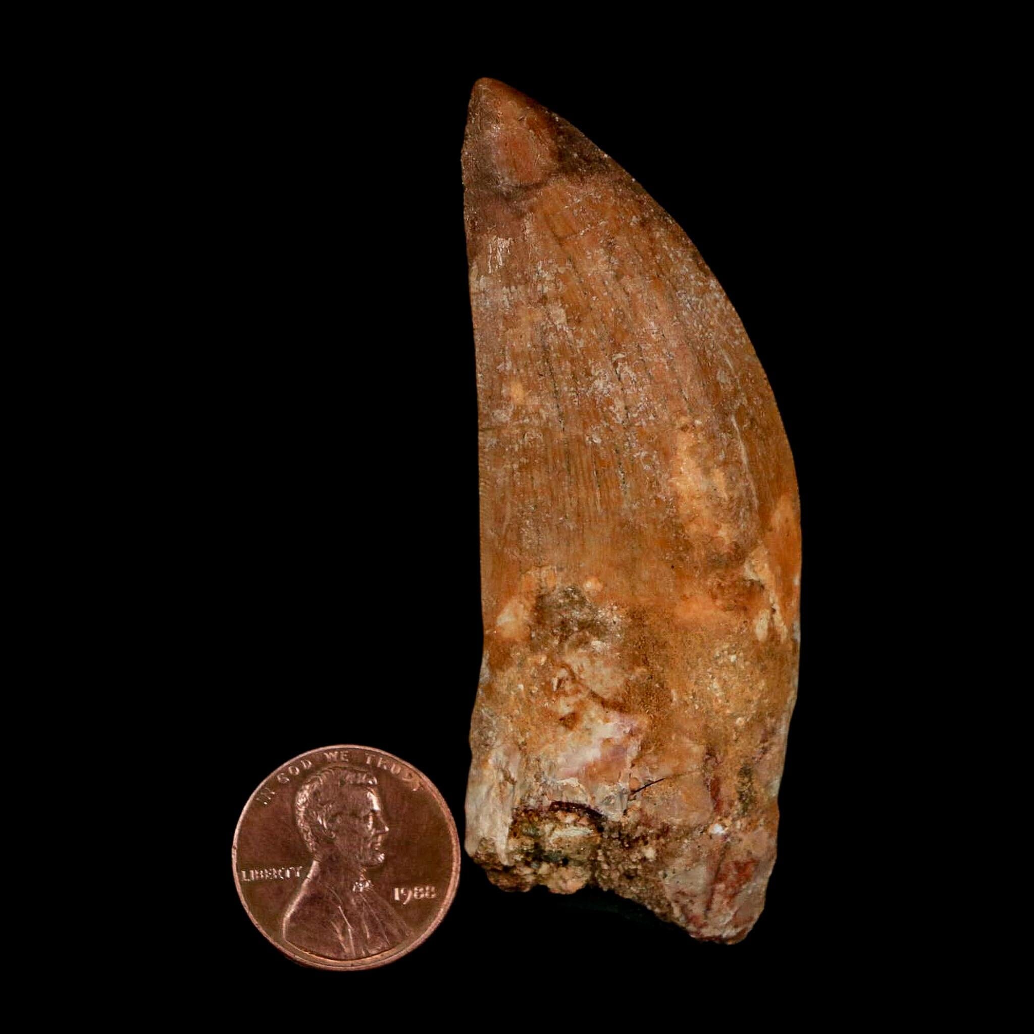 XL 2.7" Carcharodontosaurus Serrated Fossil Tooth Cretaceous Theropod Dinosaur COA - Fossil Age Minerals