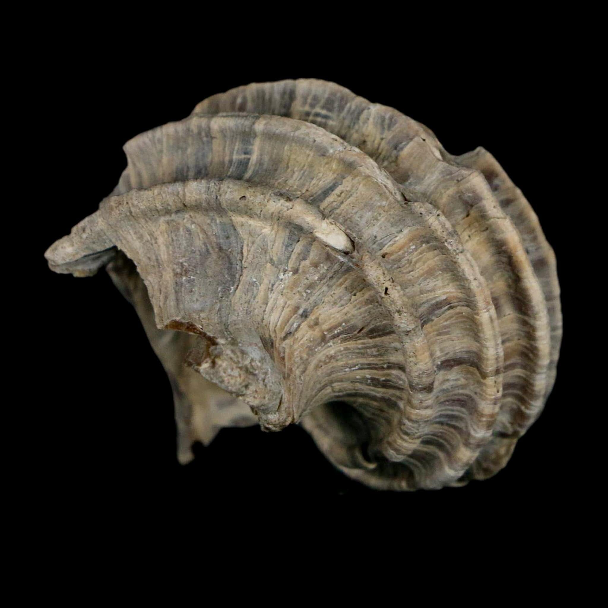 1.7" Ecphora Gardnerae Gastropod Fossil Shell Lee Creek Miocene Epoch North Carolina - Fossil Age Minerals
