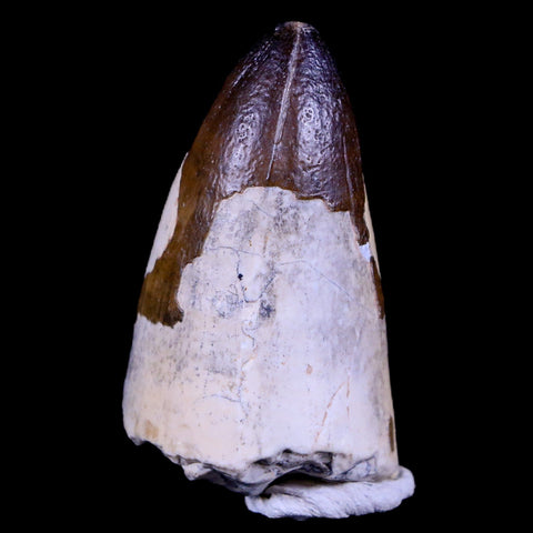 2" Sarcosuchus Imperator Crocodile Fossil Tooth Elrhaz FM Cretaceous Niger COA - Fossil Age Minerals