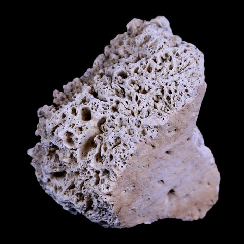 1.8" Glyptodon Fossil Osteoderm Scute Plate Bony Armor Pleistocene Age Uruguay COA - Fossil Age Minerals