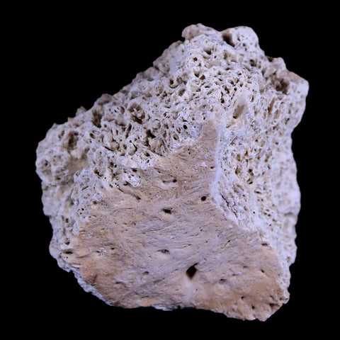 1.8" Glyptodon Fossil Osteoderm Scute Plate Bony Armor Pleistocene Age Uruguay COA - Fossil Age Minerals