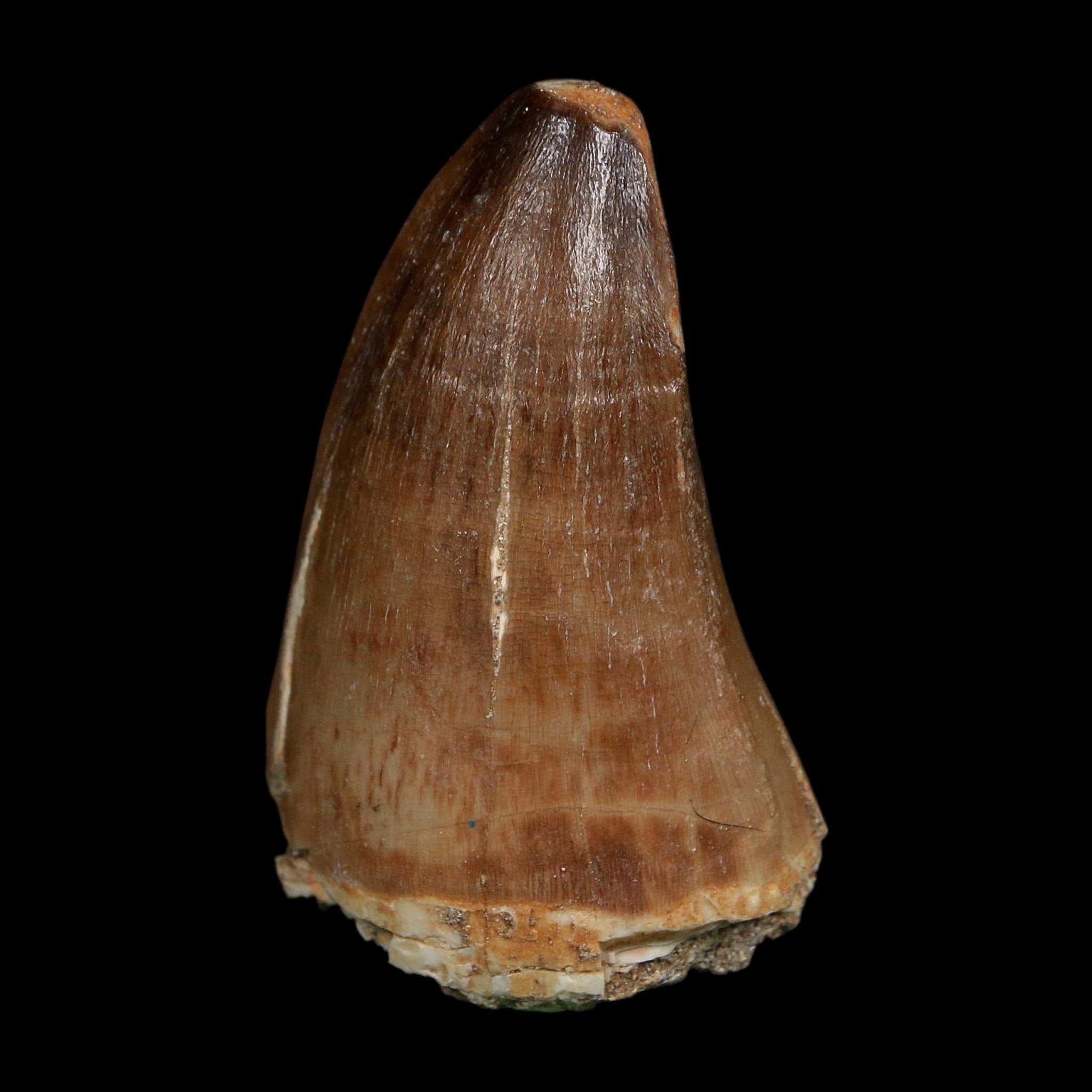 XL 2.4" Tylosaurus Mosasaur Fossil Tooth Cretaceous Dinosaur Era COA, Stand - Fossil Age Minerals