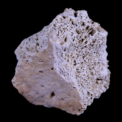 1.8" Glyptodon Fossil Osteoderm Scute Plate Bony Armor Pleistocene Age Uruguay COA - Fossil Age Minerals