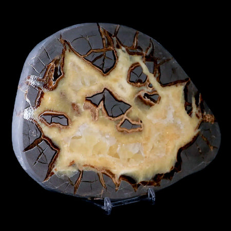 7.1" Septarian Dragon Stone Polished Slice Mineral Specimen Utah Stand