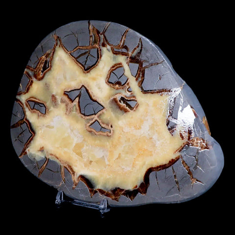 7.1" Septarian Dragon Stone Polished Slice Mineral Specimen Utah Stand - Fossil Age Minerals