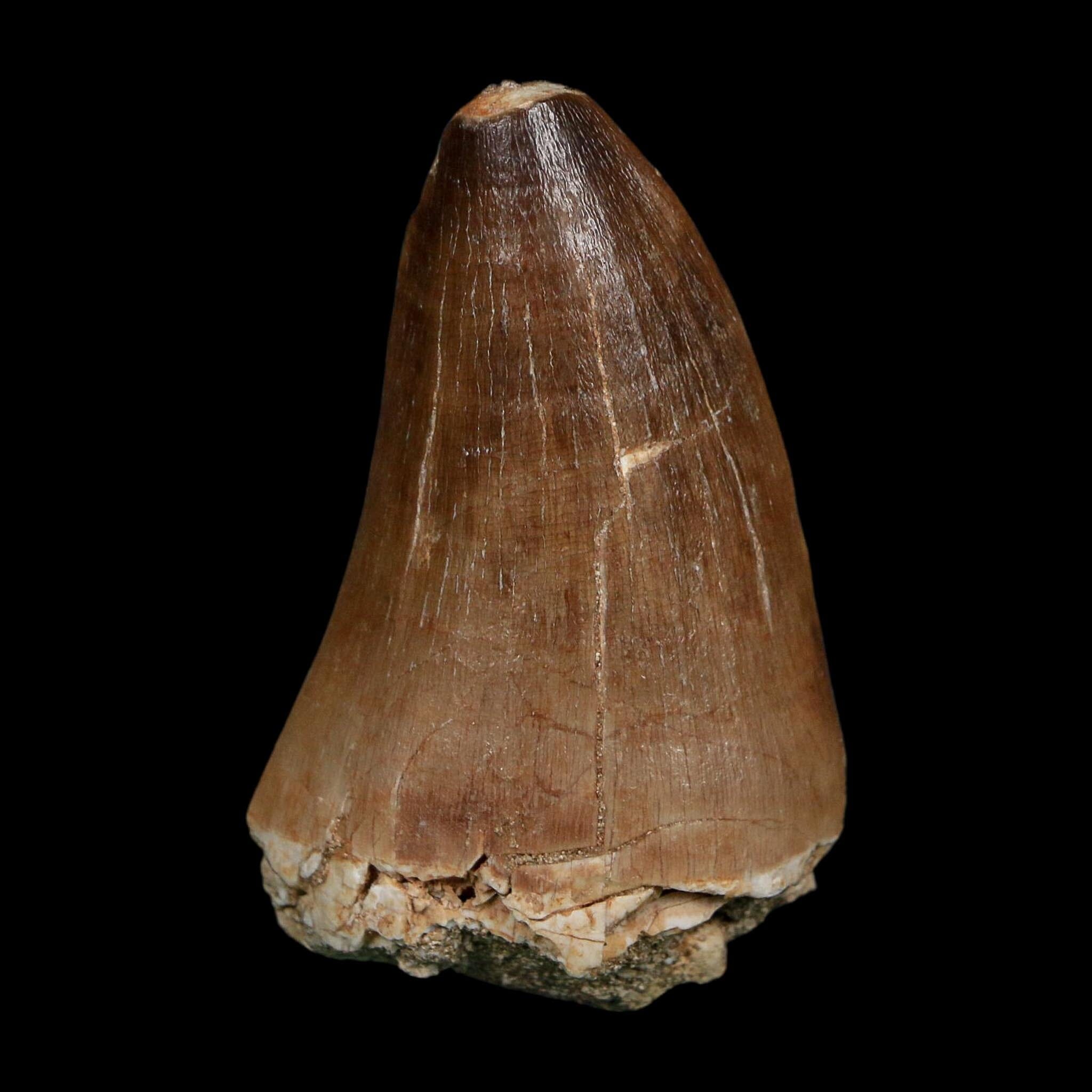 XL 2.4" Tylosaurus Mosasaur Fossil Tooth Cretaceous Dinosaur Era COA, Stand - Fossil Age Minerals