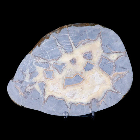 7.1" Septarian Dragon Stone Polished Slice Mineral Specimen Utah Stand - Fossil Age Minerals