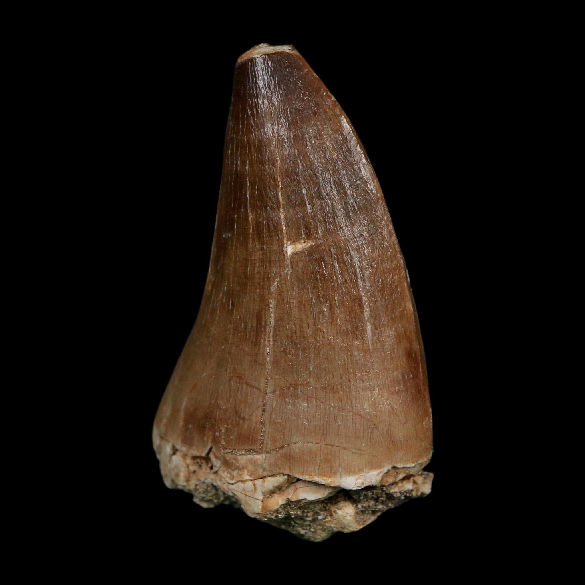 XL 2.4" Tylosaurus Mosasaur Fossil Tooth Cretaceous Dinosaur Era COA, Stand - Fossil Age Minerals