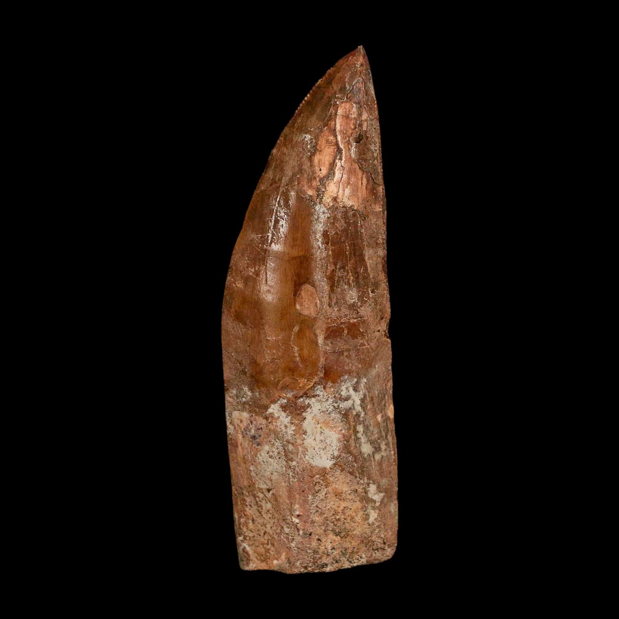 XL 3.5" Carcharodontosaurus Serrated Fossil Tooth Cretaceous Theropod Dinosaur COA - Fossil Age Minerals