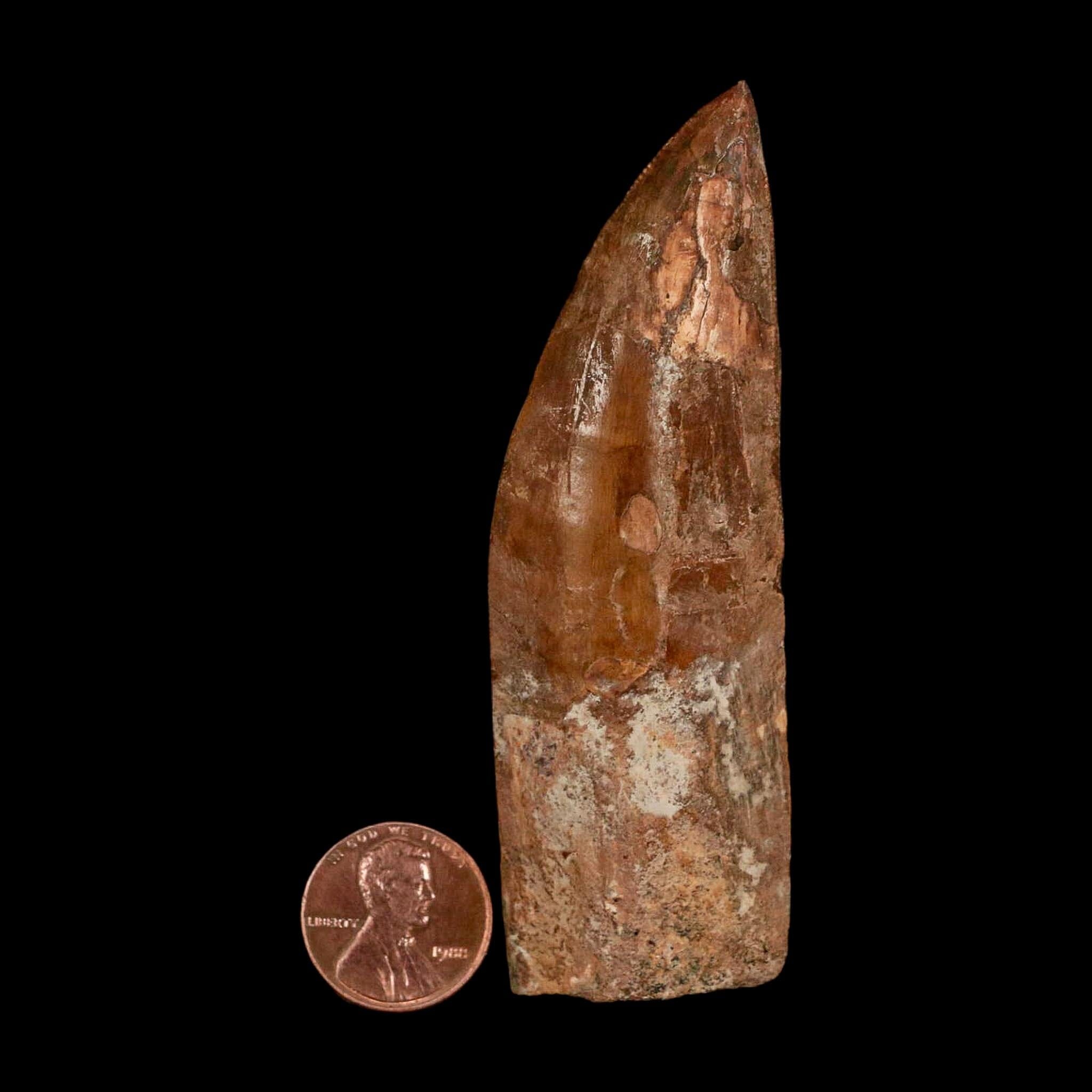XL 3.5" Carcharodontosaurus Serrated Fossil Tooth Cretaceous Theropod Dinosaur COA - Fossil Age Minerals