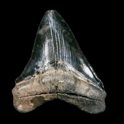 2.8" Quality Megalodon Shark Tooth Serrated Fossil Natural Miocene Age COA - Fossil Age Minerals