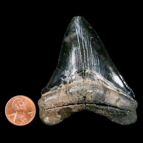 2.8" Quality Megalodon Shark Tooth Serrated Fossil Natural Miocene Age COA - Fossil Age Minerals