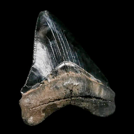 2.8" Quality Megalodon Shark Tooth Serrated Fossil Natural Miocene Age COA