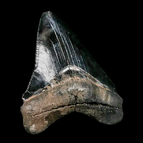 2.8" Quality Megalodon Shark Tooth Serrated Fossil Natural Miocene Age COA - Fossil Age Minerals