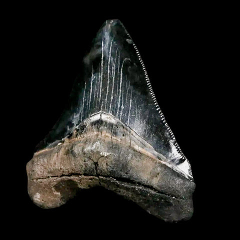 2.8" Quality Megalodon Shark Tooth Serrated Fossil Natural Miocene Age COA - Fossil Age Minerals