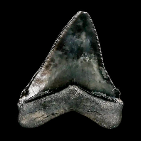 2.8" Quality Megalodon Shark Tooth Serrated Fossil Natural Miocene Age COA - Fossil Age Minerals