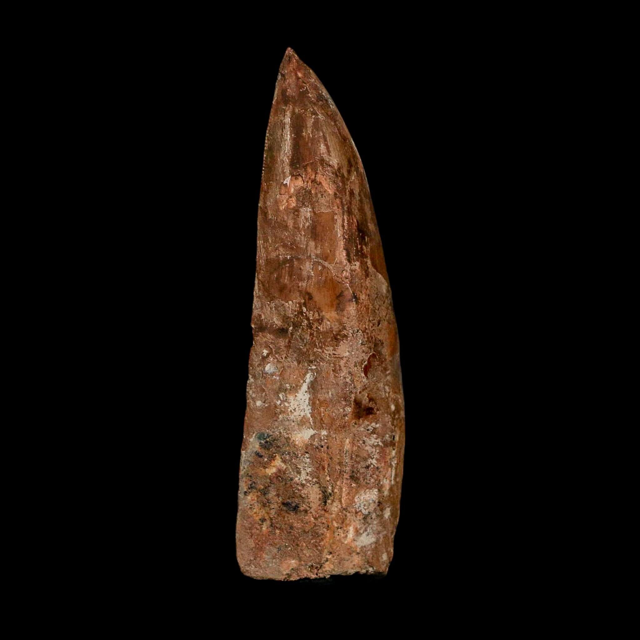 XL 3.5" Carcharodontosaurus Serrated Fossil Tooth Cretaceous Theropod Dinosaur COA - Fossil Age Minerals
