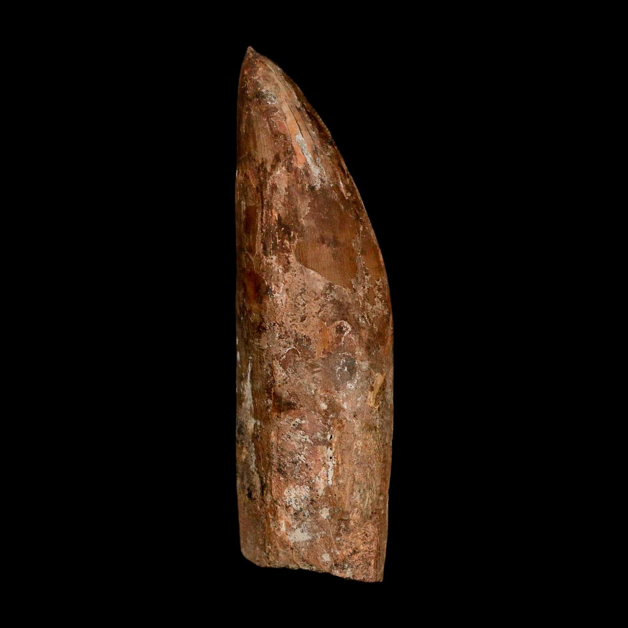 XL 3.5" Carcharodontosaurus Serrated Fossil Tooth Cretaceous Theropod Dinosaur COA - Fossil Age Minerals