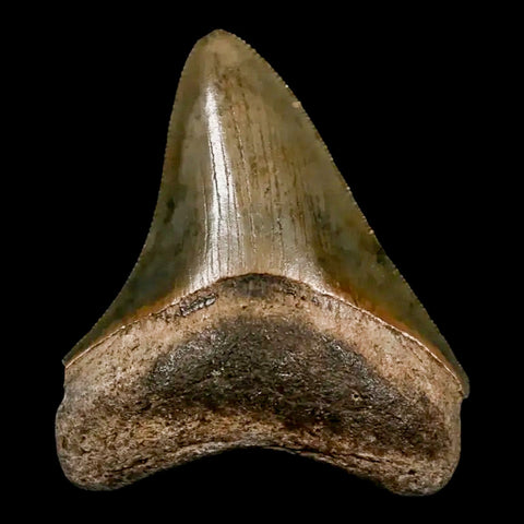 2.5" Quality Megalodon Shark Tooth Serrated Fossil Natural Miocene Age COA - Fossil Age Minerals